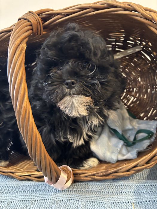 Maltipoo-  suczka gotowa do odbioru