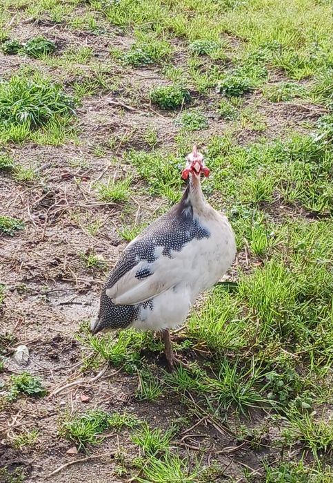 Galinha de angola macho /fraca macho