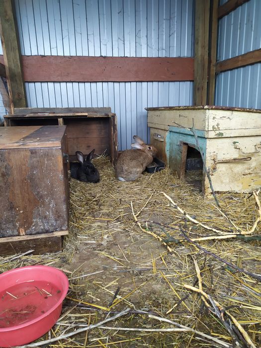 Молодняк кролика