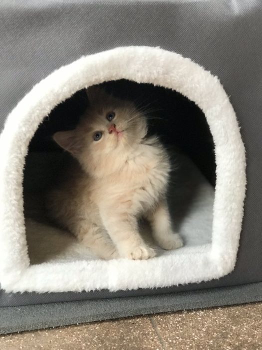 Котик в добрі руки