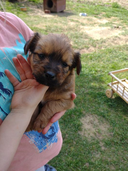 Oddam pieski za darmo