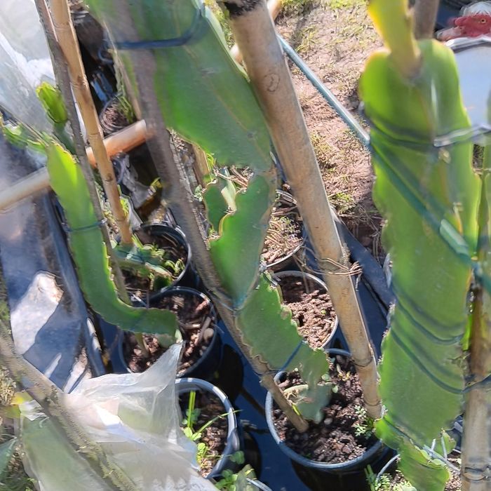 Árvores de Fruto