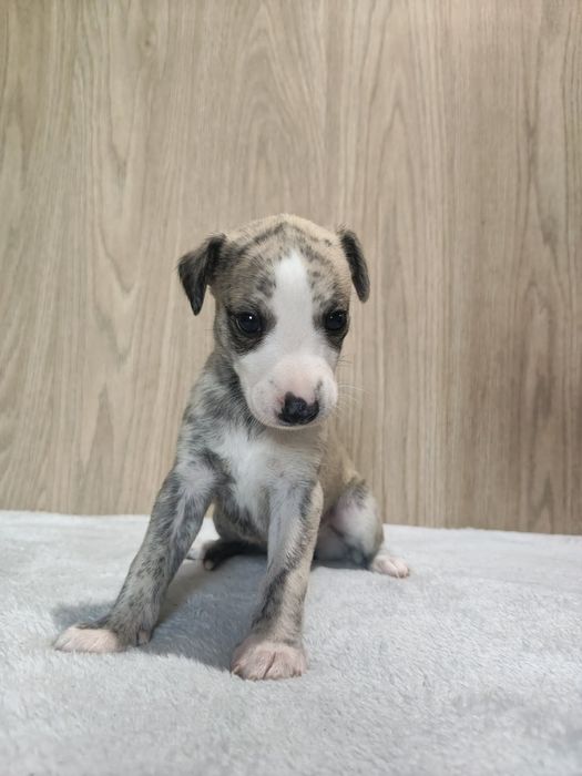 Chart Angielski WHIPPET