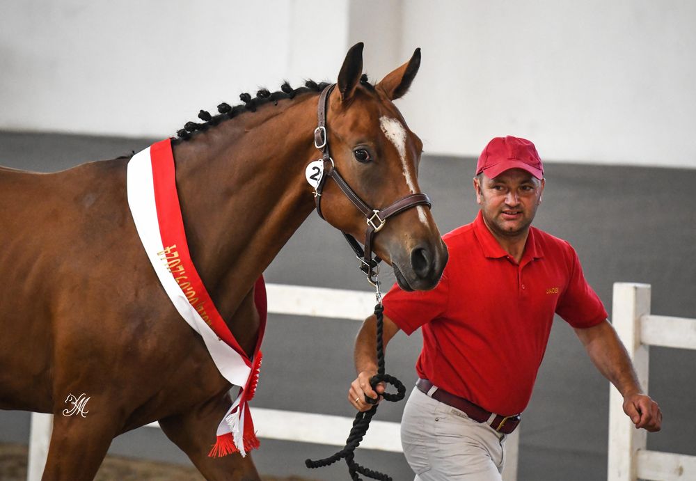 Dwuletni ogier małopolski