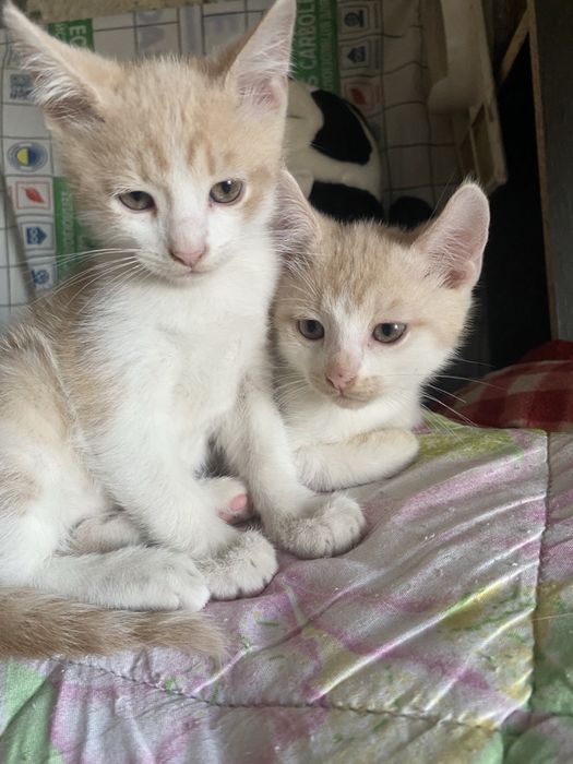 Котики хлопчики в хороші руки