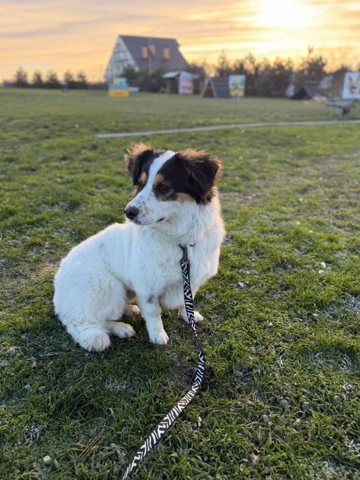 Собака песик хлопчик