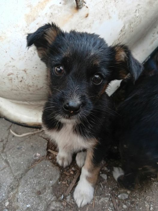 Цуценята шукають свої сім'ї