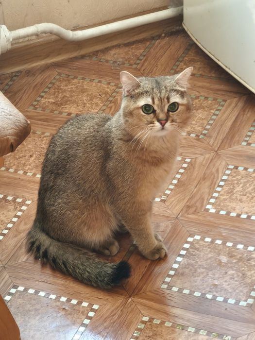 Шотландка кошеня  дівчинка!1000 бронь