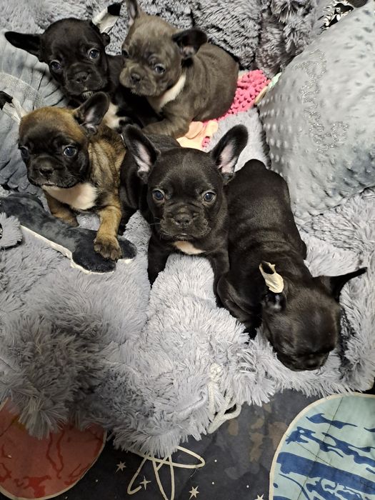 Бульдожки  різнокольорові