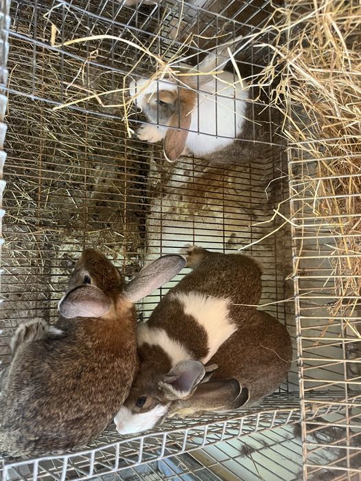 Coelhos para venda