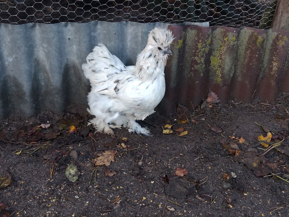 Silki, kury ozdobne,  sileczki, silka, wyandotte,  jersey giant