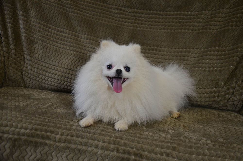 Девочка 1,5 года.