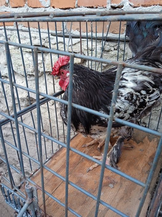 Когути домашні півні мастер грей