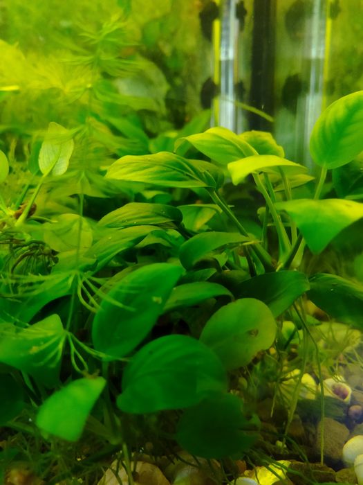 Анубіас , роголистник акваріумні рослини