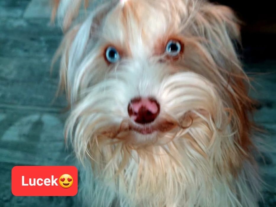 Reproduktor Yorkshire Terrier
