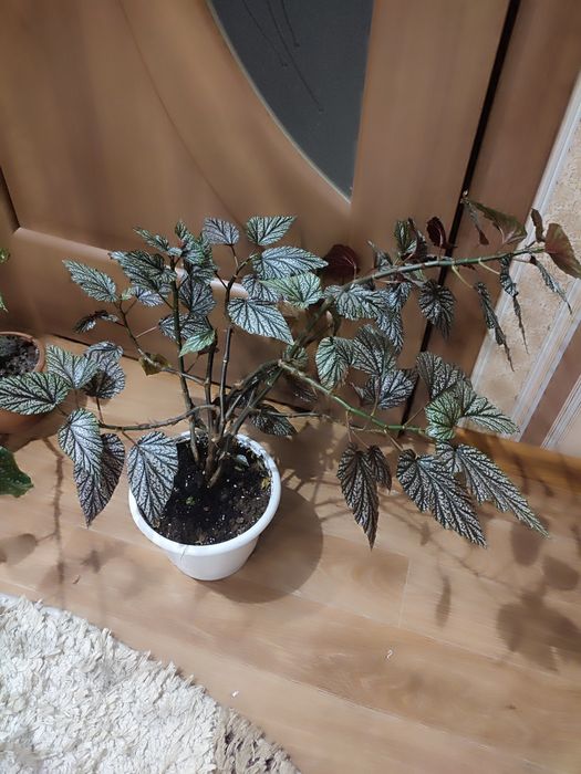 Дорослі бегонії Кейн