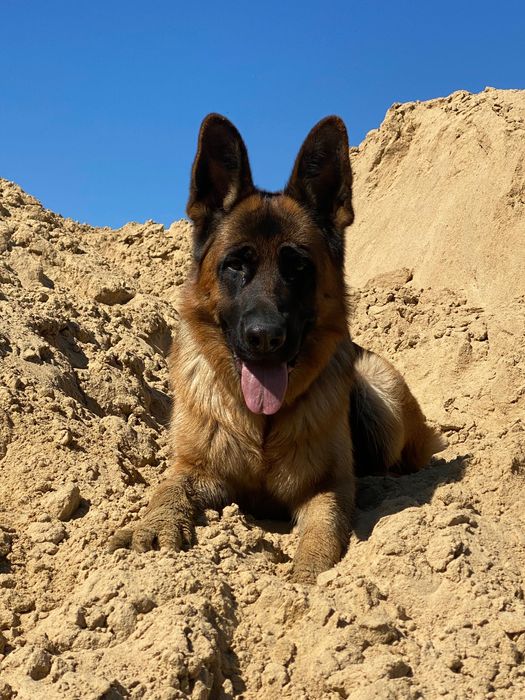 Piesek Owczarka Niemieckiego krótkowłosy FCI