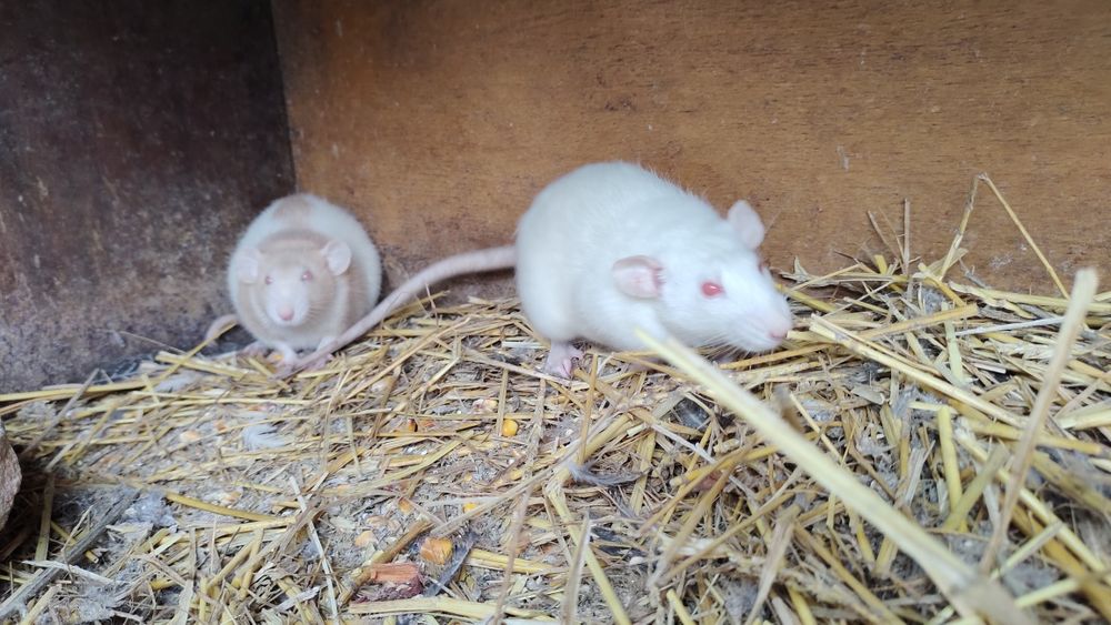 Криси Продам терміново Дамбо чорні , бежеві, руди.