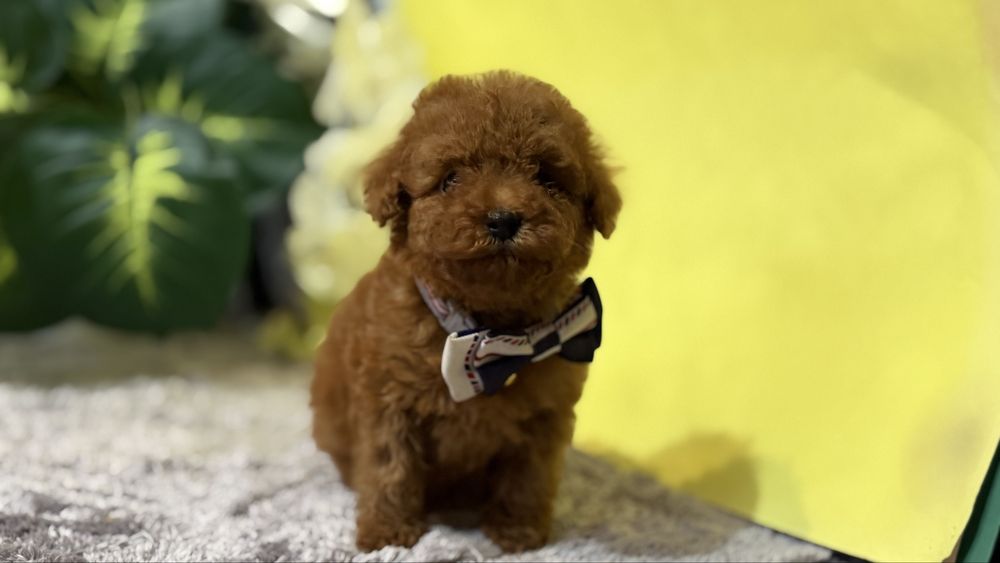 Лялькових хлопчик міні