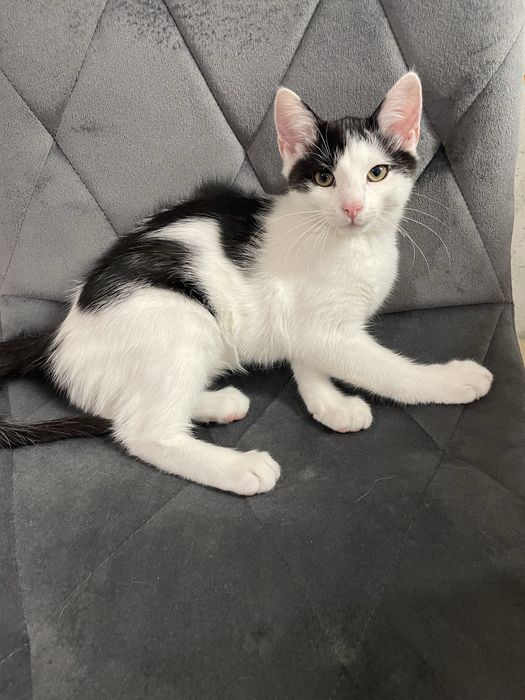 Kot Kapsel szuka nowego domu