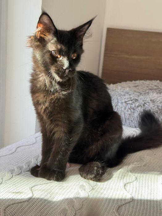 Котята Maine Coon
