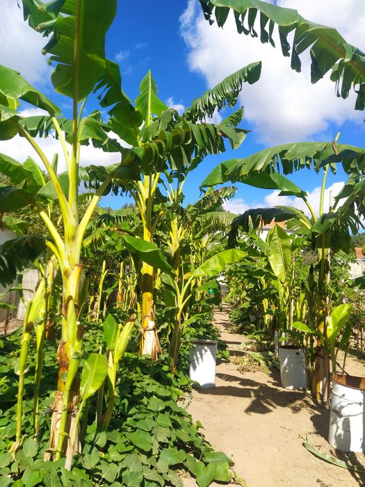 Bananeira envasada p venda