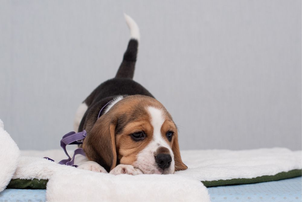 Хлопчики цуценята  бігля - обирають  найкращий дім