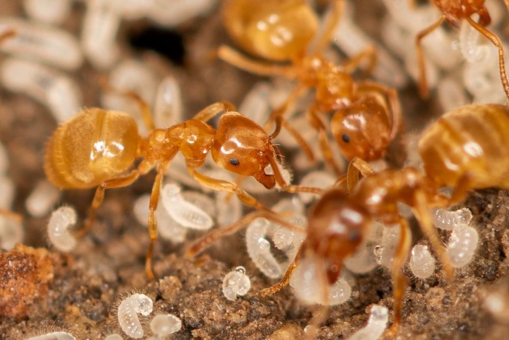 Lasius flavus цікаві місцеві мурахи, интересные местные муравьи