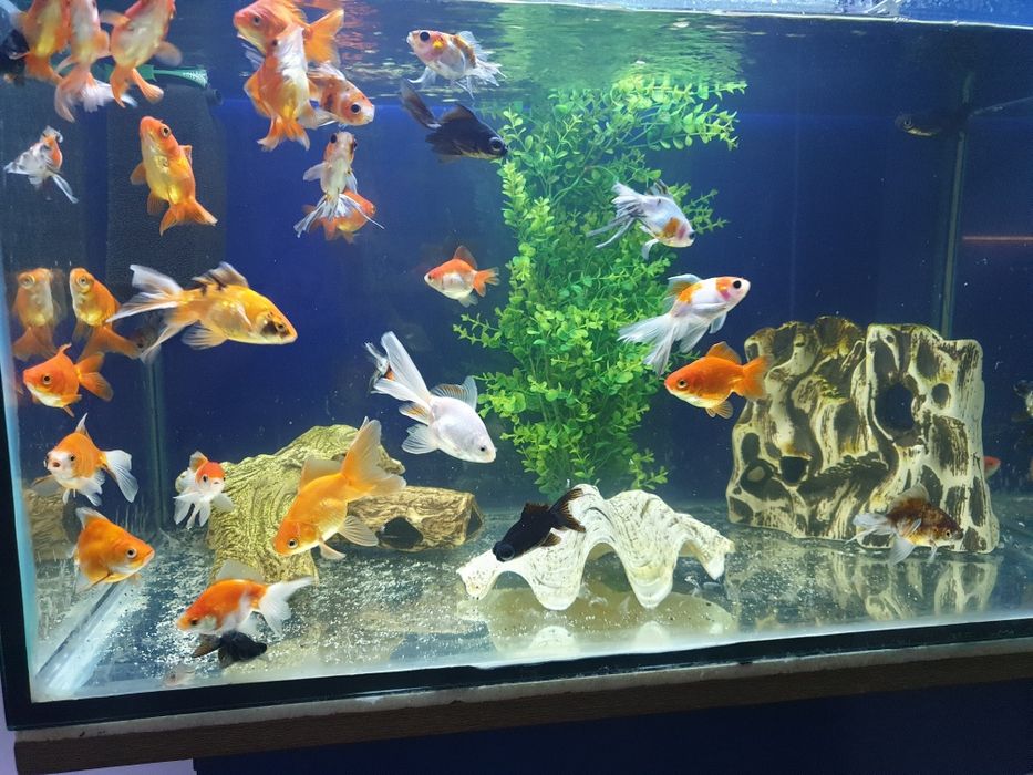 Welony młode 10cm.kilka odmian