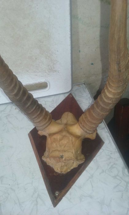 РОГА ОЛЕНЯ 29СМ