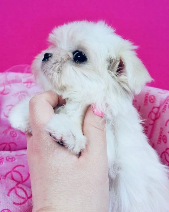 Maltańczyk suczka z rodowodem Maltańczyki