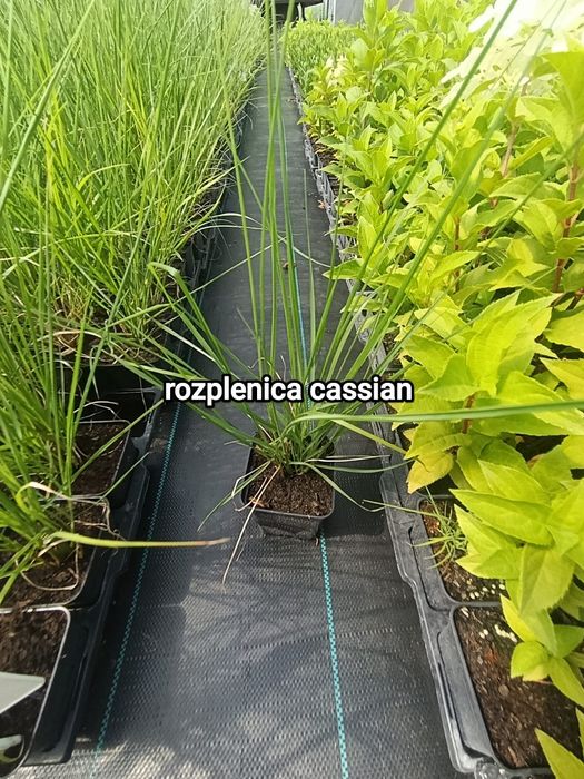 Rozplenica japońska Cassian