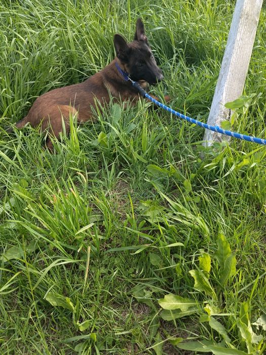 Owczarek belgijski malinois
