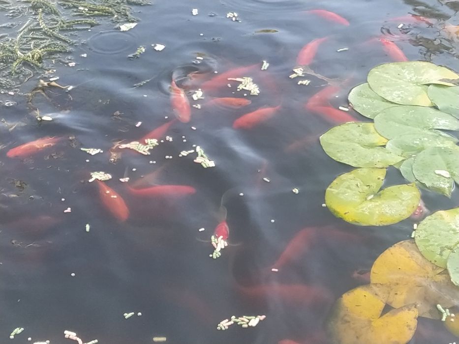 Peixes de água fria