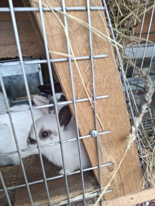 Маленькие Кролики