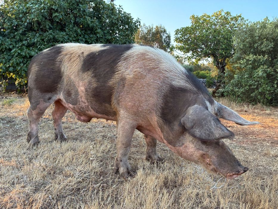 Leitãoes em Ribatejo