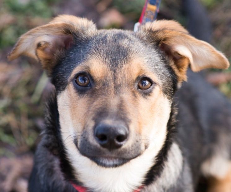 АЛЬФ- Цуценя хлопчик в пошуках родини