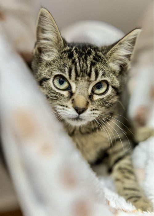 Gatinhos bebés para adoção responsável