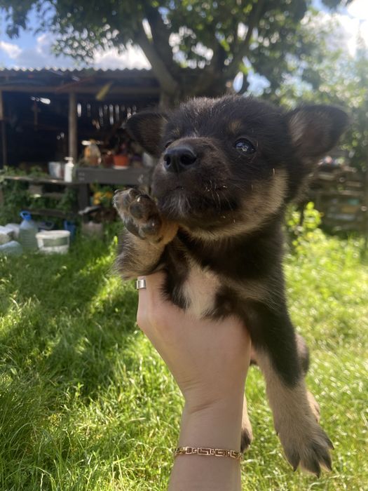 Щенята в добрі руки, безкоштовно