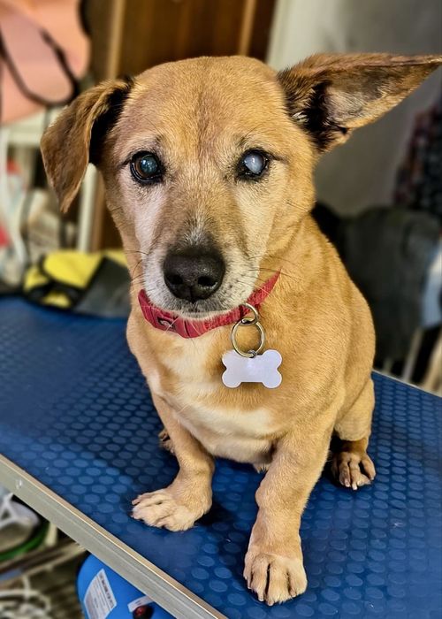 Cão adulto pequeno para adoção responsável