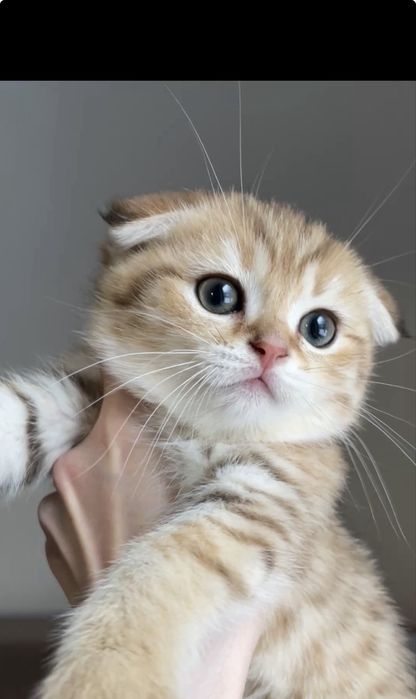 Золотой табби,котенок,мальчик шотландский вислоухий с чипом, вакцинами