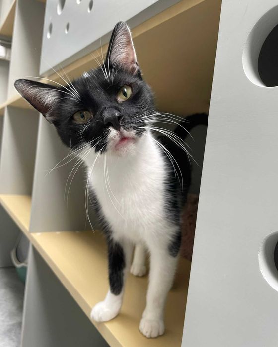 Hugo poleca się do adopcji