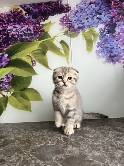 Висловухий шотландець кошеня хлопчик 2 місяці scottish fold