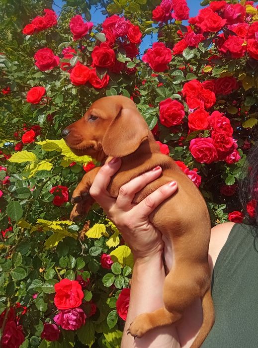 Продається незвичайно гарний таксик