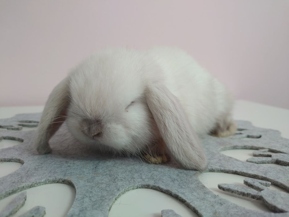Króliki Mini -Lop
