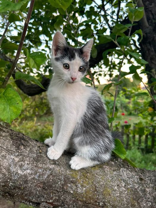 Кошенятко кішечка шукає родину