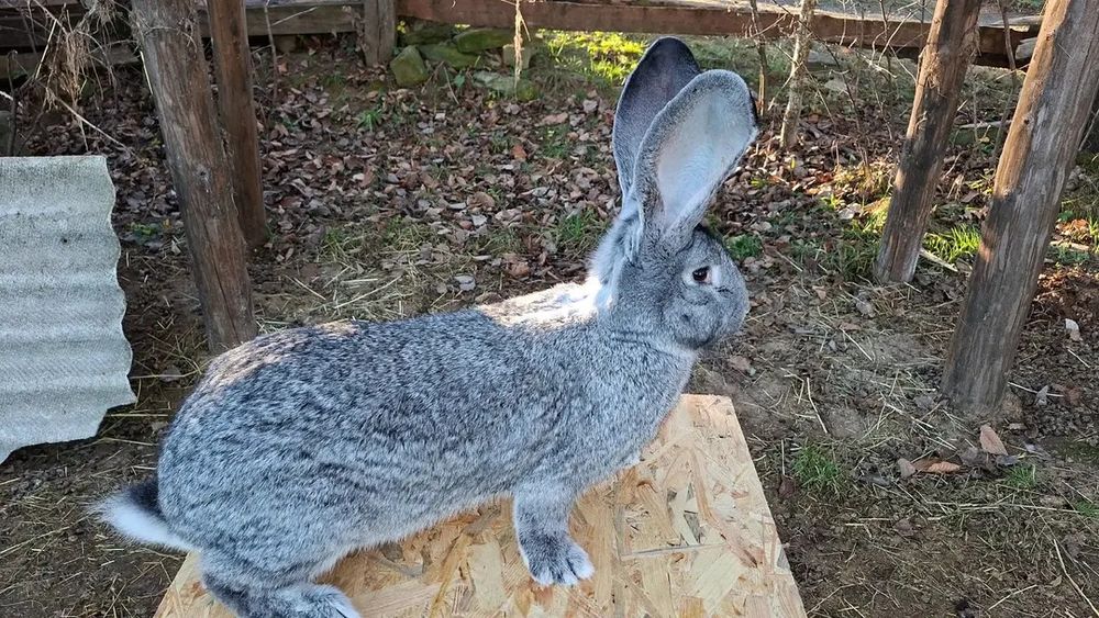 Бельгійський велетень