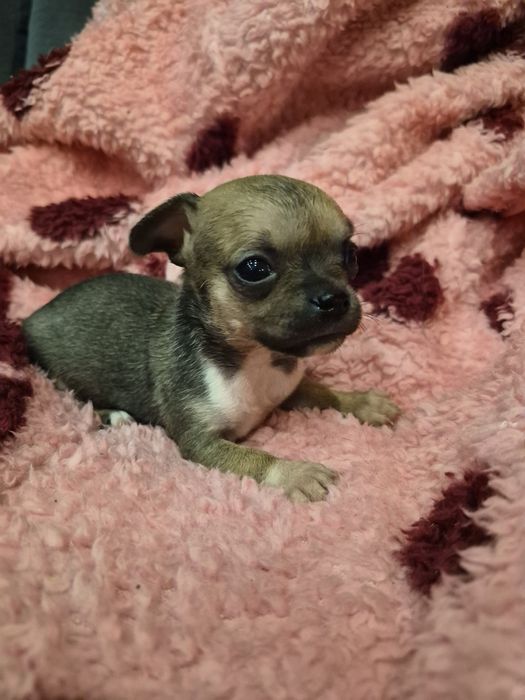 Chihuahua miniatureczka dziewczynka krótkowłosa z rodowodem