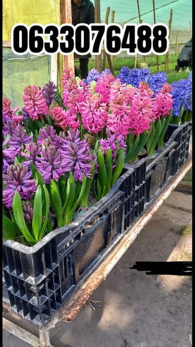 Гіацинт , Крокус у горщиках