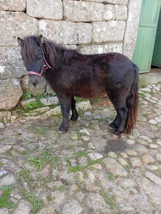 Pônei anão meiguinho